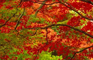 Maple trees in autumn
