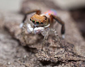 Insects Collection: Maratus pavonis Peacock Spider