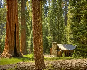 Mariposa grove, Yosemite national park, California, USA