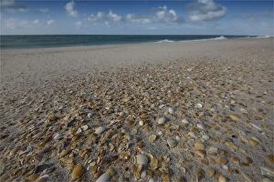 Images Dated 16th July 2014: Martha Lavinia beach, popular with international surfers and shell collectors, King Island