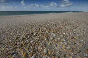 Martha Lavinia beach, popular with international surfers and shell collectors, King Island, Bass Strait, Tasmania, Australia