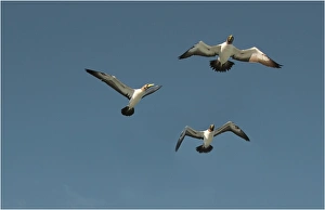 Masked Boobies flying over Lord Howe Island, majestic and scenically wonderful, is part of New South Wales, Australia Masked Boobies flying over Lord Howe Island, majestic and scenically wonderful, is part of New South Wales, Australia