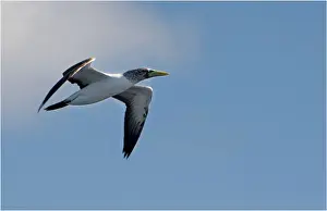 Sea Bird Prints: Masked booby in flight, Lord Howe Island, New South Wales