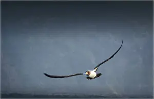 Sea Bird Prints: Masked booby in flight, Lord Howe Island, New South Wales