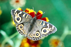 Insects Collection: Meadow Argus Butterfly