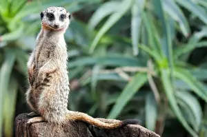 Meerkat