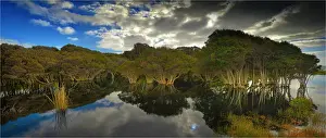 Swamp Prints: Melaleuca, swampland, King Island, Bass Strait, Tasmania, Australia