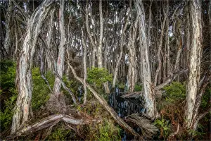 Images Dated 23rd November 2013: Melaleuca, swampland, King Island, Bass Strait, Tasmania, Australia