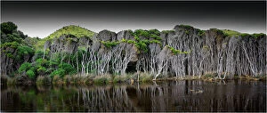 Images Dated 1st November 2010: Melaleuca, swampland, King Island, Bass Strait, Tasmania, Australia