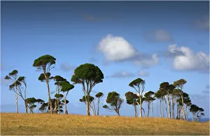 Southern lightscapes australia/melaleuca trees typical native foliage king Southern lightscapes australia/melaleuca trees typical native foliage king