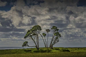 Images Dated 6th December 2013: Melaleuca trees, so typical of the native foliage on King Island, Bass Strait, Tasmania, Australia