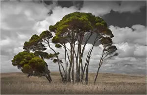 Melaleuca trees, so typical of the native foliage on King Island, Bass Strait, Tasmania, Australia
