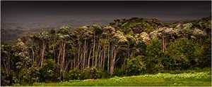 Melaleuca trees, so typical of the native foliage on King Island, Bass Strait, Tasmania, Australia