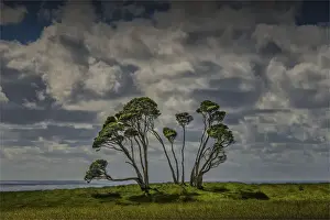 Melaleuca trees, so typical of the native foliage on King Island, Bass Strait, Tasmania, Australia