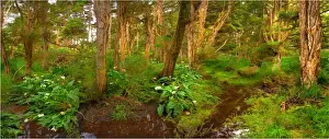 Swamp Prints: Melaleuca trees and wetlands, so typical of the native foliage on King Island
