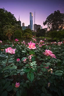Images Dated 26th January 2019: Melbourne City Flowers