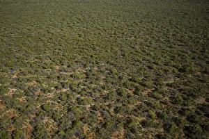 Images Dated 24th May 2016: Bush