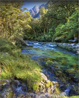 Temperate Rainforest Prints: The Milford Track and Clinton River Valley in the South Island of New Zealand