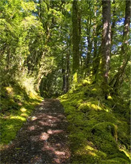 Temperate Rainforest Prints: The Milford Track and Clinton River Valley in the South Island of New Zealand