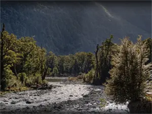 Temperate Rainforest Prints: The Milford Track and Clinton River Valley in the South Island of New Zealand