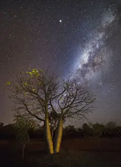 Milky way over boab tree