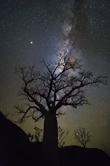 Tree Prints: Milky way over boab tree