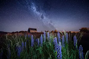 Milky way at the Church of the Good Shepherd with blooming lupine in Lake Tekapo in New Zealand