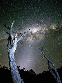 Chris Beavon Collection: Milky Way Galaxy with trees in foreground