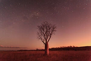 Images Dated 10th March 2018: Milky Way and night sky over a Boab Tree. Parry Lagoons Nature Reserve. The Kimberley