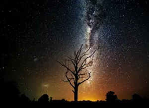Milky Way over old dead tree