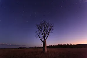 Milky Way, stars and night sky over a Boab Tree. Parry Lagoons Nature Reserve Milky Way, stars and night sky over a Boab Tree. Parry Lagoons Nature Reserve