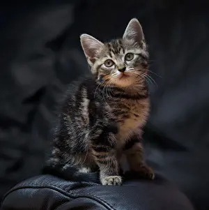 Minie - the classic pose