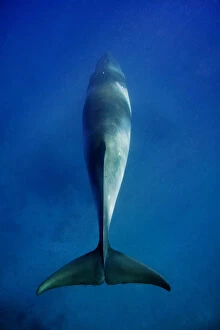 Whales Collection: Minke whale