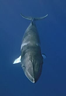 Whales Collection: Minke whale