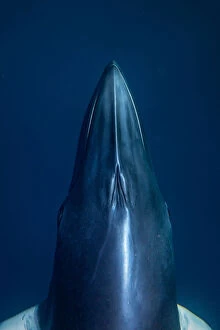 Images Dated 8th August 2019: Minke Whale Underwater