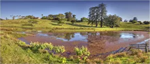 Pond Prints: The Mission valley lagoon after rains on Norfolk Island, South Pacific