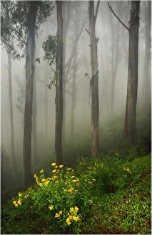 Images Dated 27th February 2011: Misty conditions during winter on Mount Buller, Victoria, Australia