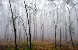 Images Dated 17th May 2009: Misty dawn, Mount Macedon, Victoria, Australia