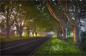 Images Dated 13th July 2013: Misty dawn near Bradbury rings and Beech trees Dorset, England