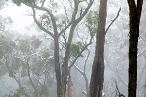 Tree Prints: Misty, Fog amongst the Eucalyptus trees of the Australian bush