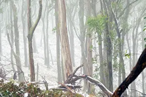 Tree Prints: Misty, Fog amongst the Eucalyptus trees of the Australian bush