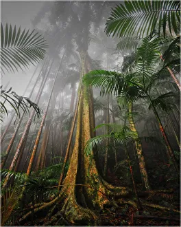 A misty morning in the rainforest, Mount Tamborine, south east Queensland, Australia A misty morning in the rainforest, Mount Tamborine, south east Queensland, Australia