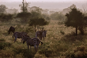 Misty Morning With the Zebras & Wildebeest, Kruger National Park, South Africa Misty Morning With the Zebras & Wildebeest, Kruger National Park, South Africa