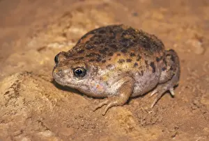Mole toadlet (Uperoleia talpa)