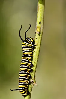 Photographers/louise docker photography/monarch butterfly caterpillar Photographers/louise docker photography/monarch butterfly caterpillar