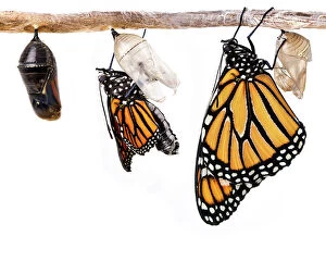 Louise Docker Photography Collection: Monarch butterfly metamorphosis