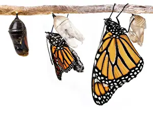 Monarch butterfly metamorphosis