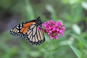 Prints of A Monarch Butterfly- Danaus plexippus on a Red Valerian Flower- Centranthus ruber or spur valerian, kiss-me-quick, fox's brush, devil's beard or Jupiter's beard Louise Docker Photography Prints: A Monarch Butterfly on a Red Valerian Flower
