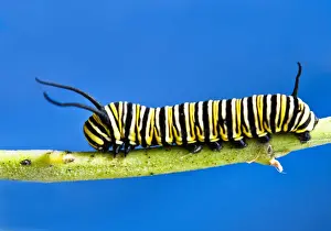 Monarch caterpillar