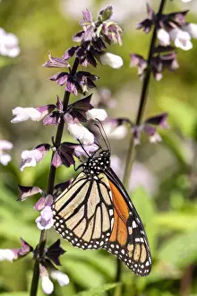 Images Dated 25th December 2020: A Monarch / Wander Butterfly on a Salvia flower